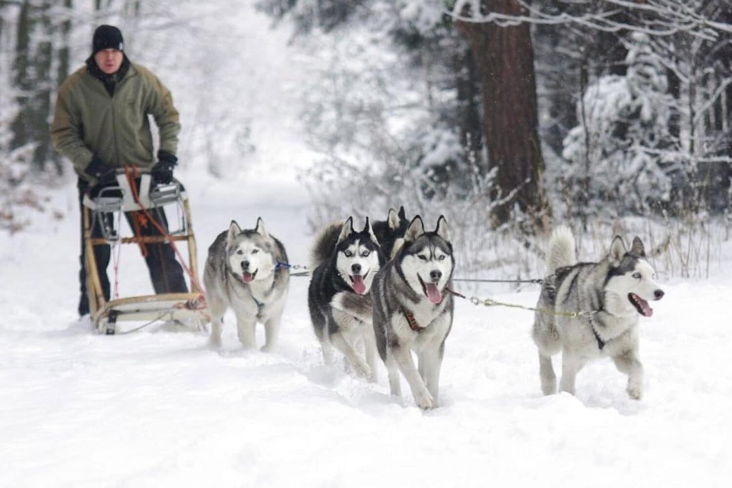 En attendant l’ouverture des pistes …hotel-le-coucou-hotel-chiens-traineau