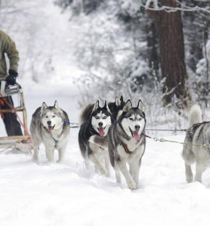 En attendant l’ouverture des pistes …hotel-le-coucou-hotel-chiens-traineau