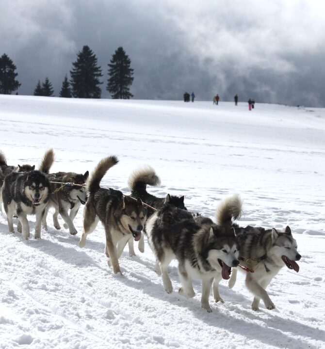 Sled dogs Méribel