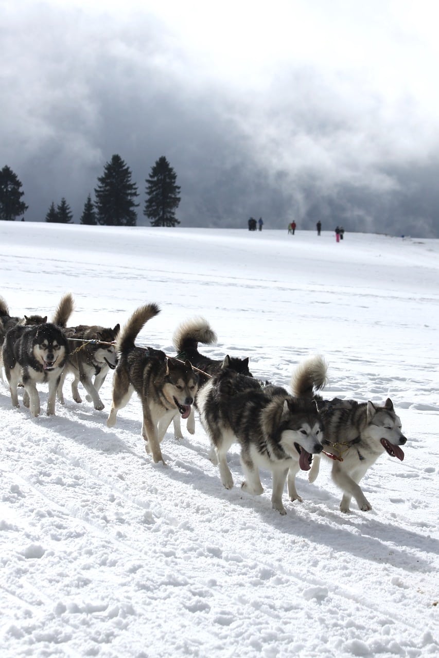 Sled dogs Méribel